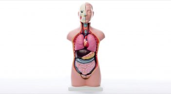 Human Torso Kit